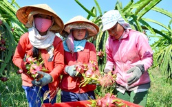 Tin vui: Thanh long Bình Thuận chính thức được Nhật Bản bảo hộ, không lo bị "đánh cắp", giá bán sẽ cao hơn