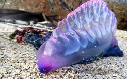 Sinh vật sát thủ với toàn thân màu tím xuất hiện trên bãi biển khiến dân tình hoảng hốt