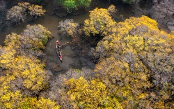Mê mẩn với hình ảnh mùa thu tại rừng nước mặn đẹp nhất xứ Huế