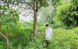 Vĩnh Phúc: Trồng thứ cây lạ dưới tán vườn mít Thái, chỉ hái lá bán nông dân ở đây cũng kiếm bộn tiền