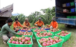 Thanh long Bình Thuận có 'giấy thông hành' vào thị trường khó tính