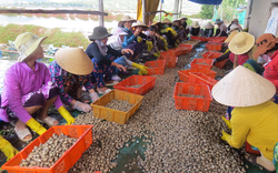 Phú Yên: Đến khổ, bắt nhiều ốc hương nhưng giá bán tuột dốc, nông dân không vui