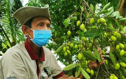 Cần Thơ: Trái cà na chín rụng đầy vườn mà thương lái chẳng ngó ngàng, nông dân thất thu