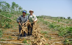 Đang mua 2 triệu tấn sắn Việt Nam, Trung Quốc đột ngột chuyển sang mua của Thái Lan