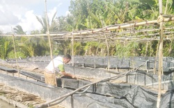 Sóc Trăng: Hỗ trợ nông dân nuôi lươn đẻ trứng, bán lươn giống, sau 5 tháng, chủ hộ lãi 150 triệu đồng