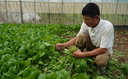 Sản xuất rau hữu cơ: Đầu tư một lần để bền vững cho nhiều năm sau