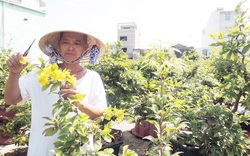 Đi chăn bò nhổ cây dại về trồng làm cây kiểng, ai ngờ ông nông dân TP Hồ Chí Minh thành tỷ phú