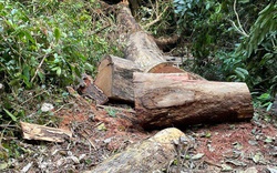 Gia Lai: Điều tra vụ khai thác 7 cây gỗ hương quý trong Vườn Quốc gia Kon Ka Kinh