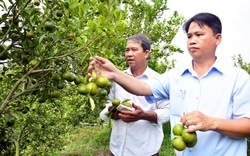 Kiên Giang: Trồng thứ cây trái nhiều hơn lá, bóc tí vỏ ra thơm cả đồng, nhà nông bất ngờ giàu hẳn lên