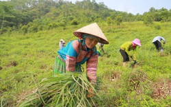 Loại cây thơm nức chỉ trồng dấm dúi bờ rào, nay bán sang Nhật Bản, giá lập tức tăng gấp 3