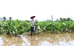 Ninh Thuận: Sau 2 ngày mưa lớn, nhiều vườn cây bị ngập sâu trong nước