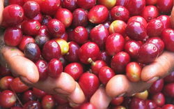 Tốc độ tăng giá cà phê chậm lại, hàng trăm ha cà phê Tây Nguyên thu hoạch không kịp