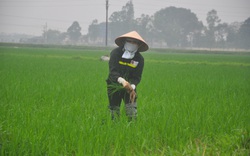 Quốc hội thông qua Nghị quyết về Quy hoạch sử dụng đất quốc gia: Cho phép chuyển đổi linh hoạt 300.000ha đất trồng lúa