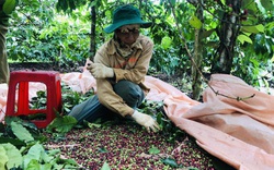 Giá cà phê hôm nay 13/11: Nông dân ngậm ngùi vì cà phê chưa chín rộ, không có bán