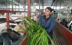 Ninh Bình: Thất nghiệp vì dịch Covid, 7X về quê nuôi dê thảo dược, ai nhìn thấy cũng mê mẩn 