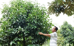 Lâm Đồng: Nông dân Cát Tiên thi đua xây dựng vườn mẫu xanh um, trồng toàn cây ăn trái đặc sản 
