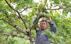 Ninh Bình: "Bắt" na ra quả trái vụ chi chít, vùng đất cằn cỗi bỗng dưng có nhiều triệu phú