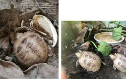 Một tin rất vui: Nhân giống thành công 2 loài rùa quý hiếm của Việt Nam
