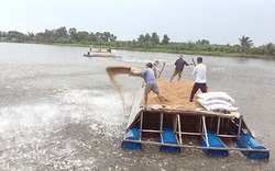 Các loại nông sản đều đã "thông chốt" ra đến chợ, vì sao 5.300 tấn thủy sản ở tỉnh này vẫn mắc kẹt trong ao?