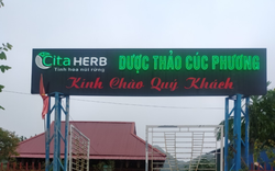 Nhiên Thảo Kim Hoa Trà là loại trà gì mà người mua rỉ tai nhau, sản xuất ra bao nhiêu bán hết veo bấy nhiêu?