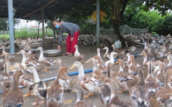 Phú Yên: Nghe cán bộ khuyến nông trồng rừng gỗ lớn, nuôi vịt biển, cá chình, nông dân hái ra tiền