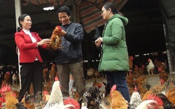 Nông dân Tây Bắc lãi cao nhờ cách nuôi gà kiểu này ở Hoà Bình