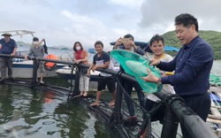 Khánh Hòa: Nuôi cá biển trong lồng nhựa HDPE, con nào cũng to bự, sống khỏe, nhanh được bán