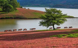 Du lịch Đà Lạt: Tháng 11 những loài hoa đẹp níu chân người