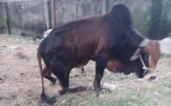 Đáng lên án: Kẻ xấu xa dã man chém 5 con bò của một nông dân tỉnh Nghệ An đứt gãy hết cả chân
