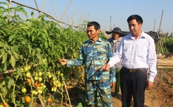 Nhờ bí quyết này, nông dân trồng cà chua vụ đông sớm có quả sai trĩu, bán giá gấp đôi chính vụ