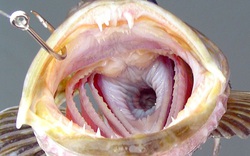 Phát hiện sinh vật bí ẩn sở hữu 555 chiếc răng và có thể dài đến 1,5m