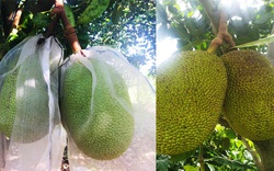 Giá mít Thái hôm nay 17/11: Mít bất ngờ giảm 1.000 đồng/kg, một cuống mít nên để bao nhiêu trái là đẹp?