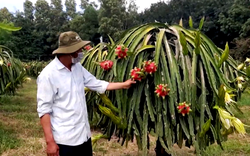 Đồng Nai: Cho cây thanh long “ăn” trứng gà, mật ong, sữa tươi, ông nông dân muốn bán quả sang Nhật