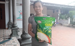 Thái Nguyên: Giống lúa có cái tên "lạ" nông dân ai cũng mê vì gạo dẻo, thơm ngon, bán đắt tiền