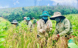 Lạ lùng giống lúa của đồng bào dân tộc M'nông ở tỉnh Đắk Lắk, phải cúng thần linh trước khi tuốt bằng tay