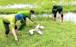 Chi chít bẫy chim, cò giăng khắp cánh đồng, Quảng Bình ra chỉ đạo "nóng"