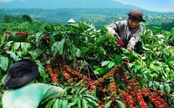 Vì sao giá cà phê tăng mạnh, nông dân Tây Nguyên vẫn lỗ "sặc gạch" (Bài 4): Hạt cà phê è cổ cõng chi phí!