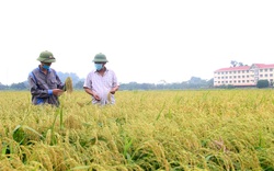 Bắc Ninh: Trồng lúa nếp đặc sản hạt tròn vo, trắng thơm, nông dân nơi này có thu nhập “khủng” 50 tỷ/năm