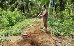 Nông dân tỉnh Bến Tre áp dụng cách đơn giản này để đối phó với giá phân bón tăng gấp đôi