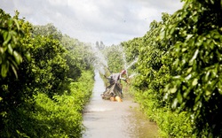 Cây hạnh là cây gì mà một ông nông dân tỉnh Kiên Giang trồng 5ha, hái 1 tấn trái/ngày, lời 1 tỷ đồng/năm?