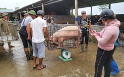 Giá heo hơi hôm nay (20/11): Hôm trước "lao dốc", hôm nay vọt tăng 1.000 - 3.000 đồng/kg