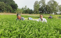 An Giang: Nông dân Phú Tân trồng rau sạch xanh mướt tặng khu cách ly, khu phong tỏa