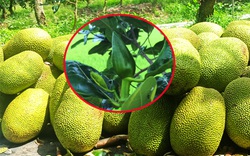 Giá mít Thái hôm nay 20/11: Mít Thái Tiền Giang giá cao nhất, cây mít ra bông lúc này nên để trái hay cắt bỏ?
