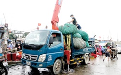 Giá xăng dầu tăng cao, ngư dân TT-Huế đi đánh cá trong trăm ngàn khó khăn