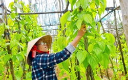 Hậu Giang: Cả làng trồng trầu, hồn quê miền Tây lắng đọng trên từng chiếc lá