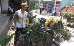 Giá cau tăng cao vì Trung Quốc gom sạch, tại sao tỉnh Hòa Bình phải ra văn bản khuyến cáo dân không trồng nhiều?