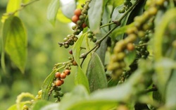 Giá nông sản hôm nay 21/11: Giá tiêu tuần thứ 3 liên tiếp giảm; cà phê Arabica bứt tốc