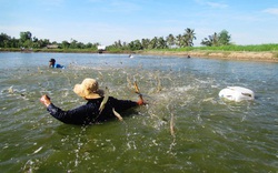 Ngành tôm ĐBSCL dần phục hồi