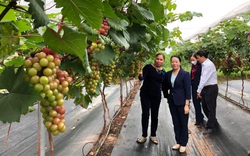 Hà Nội: Nông dân Đan Phượng thi đua làm nông nghiệp công nghệ cao, trong 3 năm có hơn 38.000 hộ sản xuất giỏi