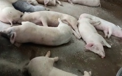 Ninh Bình: Tiêu hủy 4.593 con lợn, nghi mắc dịch tả lợn châu Phi